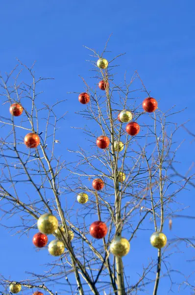 Las Ramas Árbol Invierno Sin Hojas Están Decoradas Con Decoraciones —  Fotos de Stock