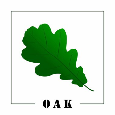 Yeşil meşe yaprağı ve yazı meşesi. Tasarım elemanı. Vektör düz resimleme.