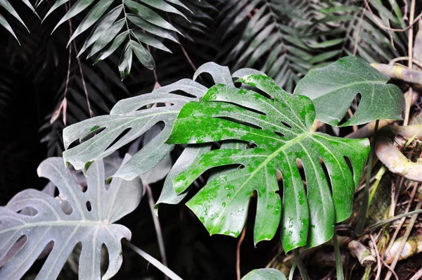 モンステラ デリコサの緑の局所葉の背景 ジャングルパターンの概念を閉じます — ストック写真