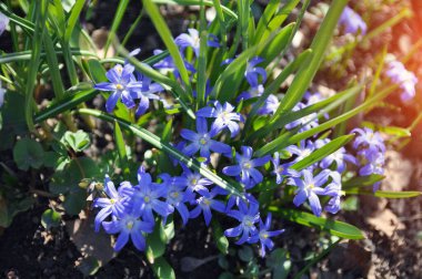 Bahar çiçekleri. Bahar bahçesinde Chionodoxa forbesii. Bir bahar parkında güzel mavi çiçekli erken çiçek açan soğanlı bitkiler..