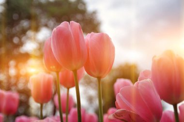 Gün batımında dramatik bir gökyüzüne karşı lale çiçekleri