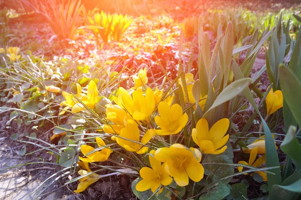 Dutch Yellow Crocus Garden Primroses Blooming Crocuses Nature — Stock Photo, Image