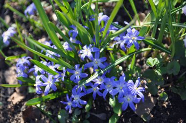 Bahar çiçekleri. Bahar bahçesinde Chionodoxa forbesii. Bir bahar parkında güzel mavi çiçekli erken çiçek açan soğanlı bitkiler..