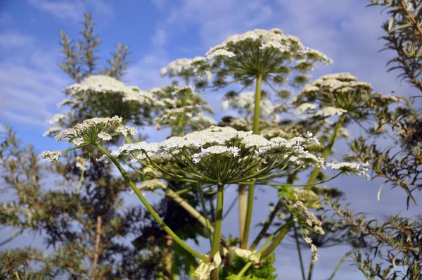 Hierba Venenosa Sosnovsky Heracleum Sosnowskyi Vista Fondo Botánica — Foto de Stock