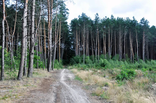 Forêt Pins Par Une Journée Ensoleillée Été Contexte Texture — Photo