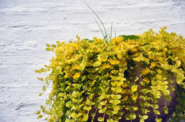 Altın sürünen Jenny, bilimsel adı Lysimachia nummularia, beyaz tuğla bir duvara karşı önbellek kabında.