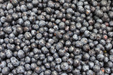 Taze yaban mersini. Arka plan, yaban mersini dokusu...