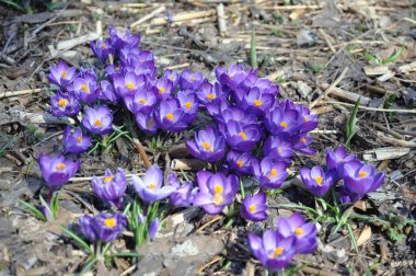 Iris ailesinin Saffron cinsinin ilk bahar bitkilerinin çiçekleri. Primrose bahar safranı ya da ormandaki kruvazör..