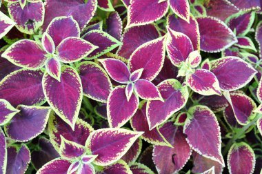 Kolomb 'un parlak sarı-kırmızı yaprakları, uzun ömürlü, plectranthus scutellarioides. Dekoratif kırmızı kadife bitkiler Coleus çim yolu.