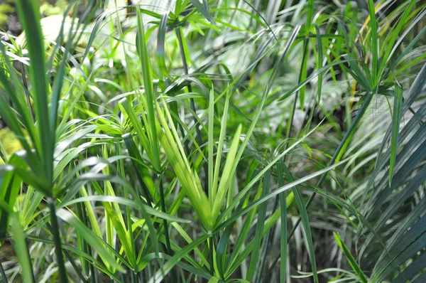 ハーブのCyperus GracillisはIn Vivoの矮性傘です — ストック写真