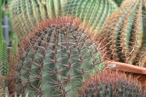 Gros Plan Cactus Géant Dans Jardin Hiver Serre — Photo