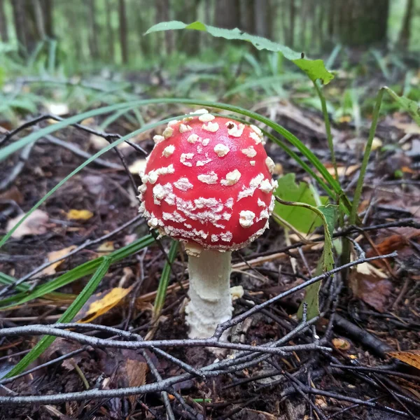 Ung Röd Fluga Agarisk Skogen Giftiga Svampar — Stockfoto