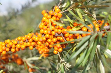 Olgun deniz dikenli üzümleri bir dalda. Sağlıklı beslenme.