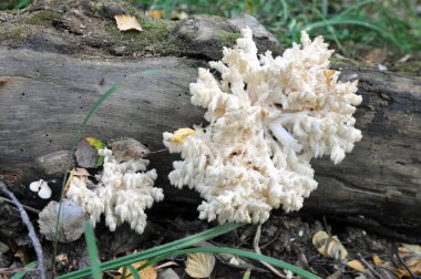 Hericium Hericium, Hericium cinsinin yenilebilir bir mantarıdır. Sağlıklı yemek..