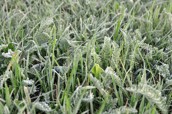 Frost Auf Dem Rasen Der Kalten Jahreszeit Erste Fröste — Stockfoto