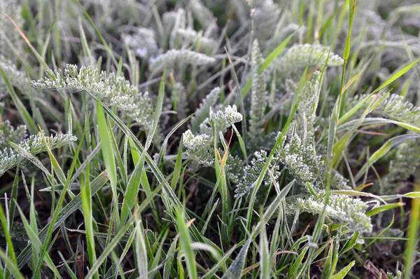 寒冷季节 草地上结霜了 第一批霜冻 — 图库照片