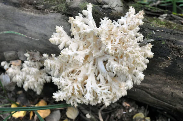 Hericium Hericium Ätlig Svamp Släktet Hericium Hälsosam Mat — Stockfoto