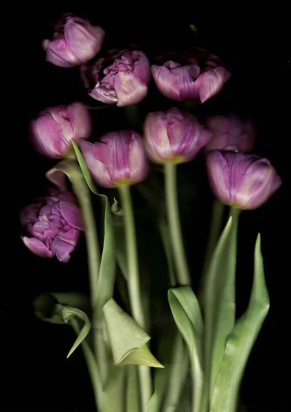 Gentle bouquet of purple tulips on black background made with scanography. Vertical.