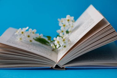 Üzerinde parlak mavi kağıt arka planda beyaz çiçekler olan kuş kiraz ağacının çiçek açtığı açık bir kitap. Yatay, kenar görünüm, boşluğu kopyala