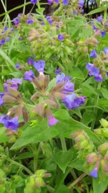 Bush of spring flowers lungwort pulmonaria swaying in the wind, close up, vertical video footage.