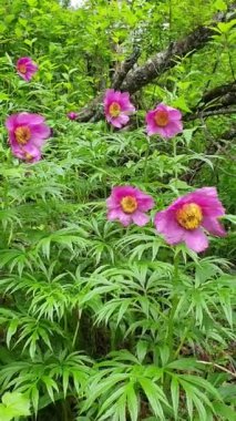 Paeonia anomala at taiga forest after rain close-up. In the wild nature of the Altai Mountains. Vertical video footage