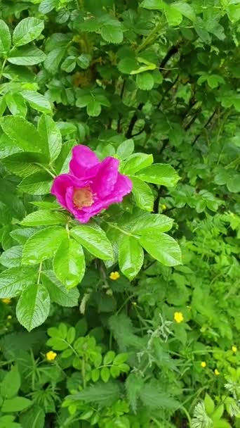 Healing Rosehip Flower Sways Wind Blooming Rose Hips Beautiful Pink — Wideo stockowe