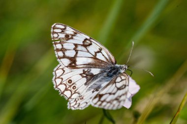Esper 'in Mermer Beyaz Kelebeği - Melanargia russiae, Avrupa çayırlarından gelen güzel siyah beyaz kelebek, yatay