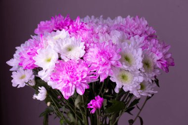 Çiçek arkaplanı olarak kullanılan beyaz, sarı ve pembe çift kasımpatı buketi, geleneksel çiçekler, üst manzara, yatay, kopyalama alanı