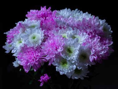 Beyaz, sarı ve pembe çift kasımpatı çiçekli arkaplan olarak kullanılan siyah arkaplan, geleneksel çiçekler, üst görünüm, yatay, kopyalama alanı