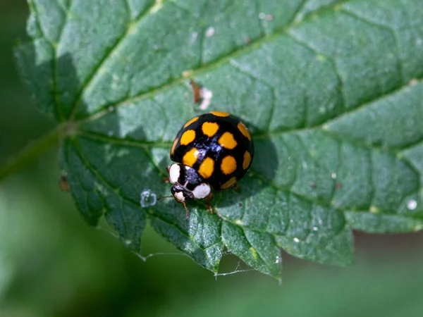 亚洲女人甲壳虫栖息在薄薄的绿色荨麻叶上 也被称为Harlequin Ladybird和Multicred Asian Beetle 有十二个黄斑的黑色甲虫 复制空间 — 图库照片