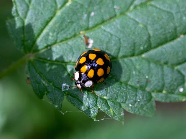 Coccinelles Asiatiques Images Libres De Droit Photos De Coccinelles Asiatiques Depositphotos