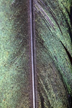 Ayrıntılı tüy makro dokusu, Kuş Mavi ve Mor Tüy arkaplanı, üst görünüm, dikey, kopyalama boşluğu.