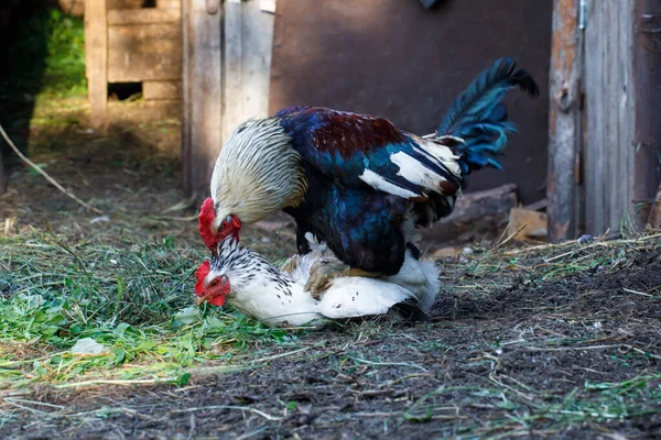 Siyah Horoz Beyaz Tavukla Çiftlikte Yatay Olarak Çiftleşiyor — Stok fotoğraf