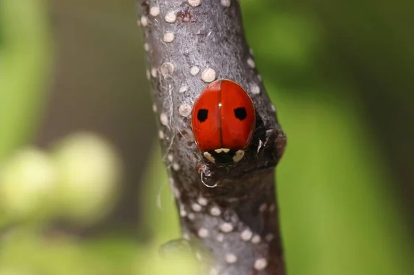 Adalia Bipunctata Powszechnie Znana Jako Biedronka Dwuplamkowa Biedronka Dwuplamkowa Lub — Zdjęcie stockowe