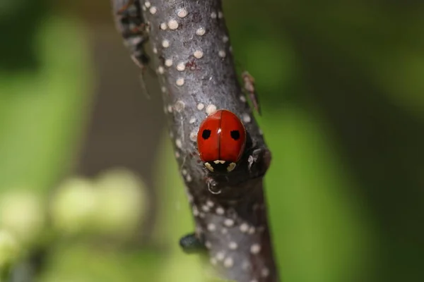 Adalia Bipunctata Commonly Known Two Spot Ladybird Two Spotted Ladybug — Stock Photo, Image