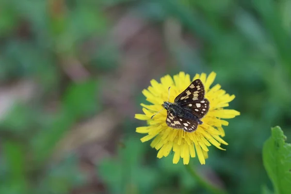 Chequered Skipper Carterocephalus Palaemon Pequena Borboleta Pontilhada Amarela Marrom Prados — Fotografia de Stock