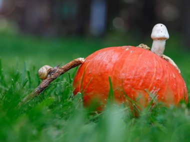 Salyangoz ormanda balkabağı ve mantardan yapılmış eve tırmanıyor. Yatay, boşluğu kopyala.