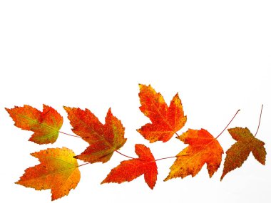 Renkli sonbahar akçaağaç yapraklarının kenarlık bileşimi beyaz arkaplanda kopyalanır, üst görünüm düz yatar.