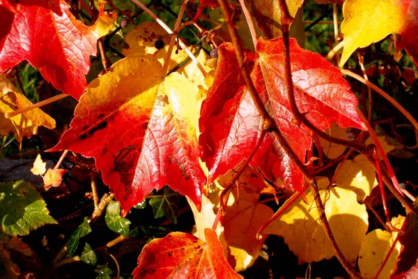 Sonbahar yapraklarının renkleri güneşte yıkanmış..