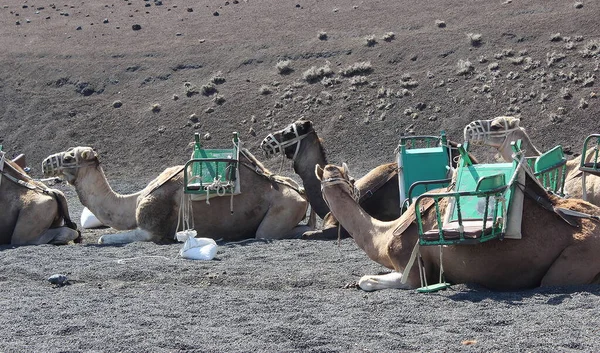 Timanfaya Milli Parkı 'na davet.
