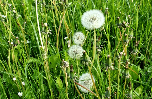 Yeşil bir tarlada karahindiba çiçekleri..
