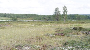 Kuzey tundra orman manzarası Kola yarımadasındaki tepelerden