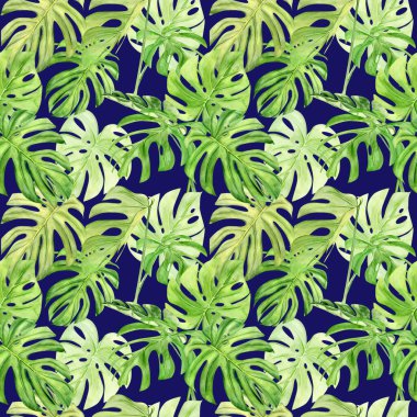 Suluboya çizimi tropikal yaprak canavarının kusursuz deseni. Arka plan dokusu, ambalaj kağıdı, tekstil ya da duvar kağıdı tasarımı kadar mükemmel. El çizimi