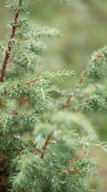 Görüntü odak kozalaklı ağaç arkaplanından bulanık