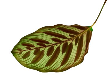 Calathea makoyana yaprakları, Tavuskuşu bitkisi ya da katedral pencereleri, egzotik tropikal yaprak, kırpma yolu olan beyaz arka planda izole edilmiş.