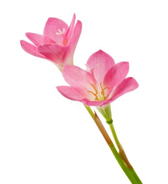Pembe yağmurlu zambak çiçeği, Pembe çiçek beyaz arka planda soyutlanmış, kırpma yolu ile