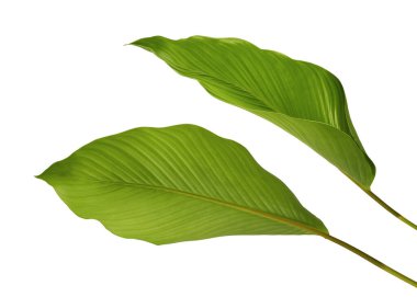 Calathea yaprağı, egzotik tropikal yaprak, büyük yeşil yaprak, kesme yolu ile beyaz arka planda izole