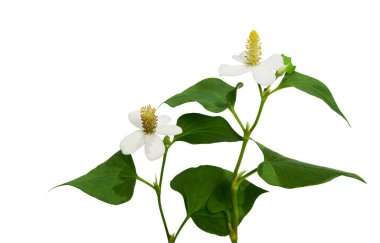 Fish mint, Fish leaf with flower isolated on white background, with clipping path clipart