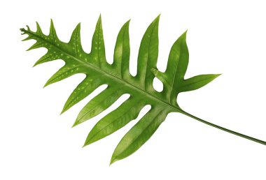 Siğil otu yaprağı, süs yeşilliği, beyaz arka planda izole edilmiş eğreltiotu, kırpma yolu ile