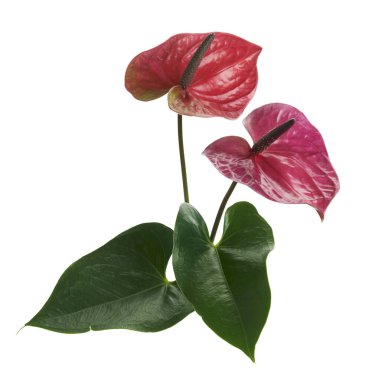 Flamingo çiçeği ya da Andoryum uta çiçekleri ve yaprakları beyaz arka planda, kırpma yolu ile izole edilmiş  